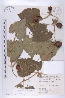 青牛膽藏品圖，第1張