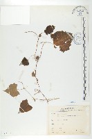 黑果馬交兒藏品圖，第1張