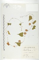 變葉馬交兒藏品圖，第1張