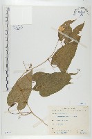 斑花青牛膽藏品圖，第1張