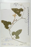 王瓜藏品圖，第1張