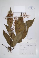 冇骨消藏品圖，第1張