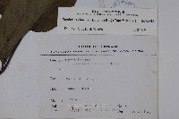 冇骨消藏品圖，第2張