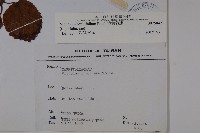 樺葉莢迷、玉山莢迷藏品圖，第2張