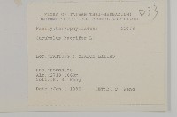 狗筋蔓藏品圖，第2張