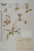 狗筋蔓藏品圖，第1張