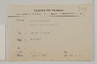 狗筋蔓藏品圖，第2張