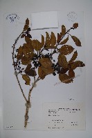 鐵冬青藏品圖，第1張