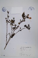 曲莖馬藍藏品圖，第1張