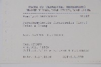 曲莖馬藍藏品圖，第2張