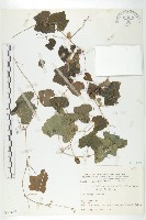 黑果馬交兒藏品圖，第1張