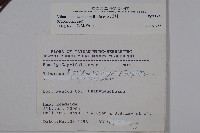 呂宋莢迷藏品圖，第2張