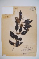 紅子莢迷藏品圖，第1張