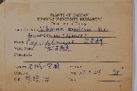 紅子莢迷藏品圖，第2張