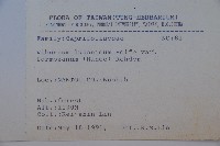 紅子莢迷藏品圖，第2張