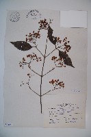 紅子莢迷藏品圖，第1張