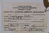 紅子莢迷藏品圖，第2張