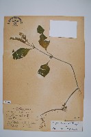 臺灣明萼草藏品圖，第1張