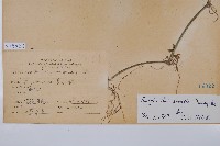 臺灣明萼草藏品圖，第2張