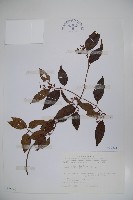 狹葉莢迷藏品圖，第1張