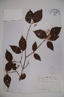 呂宋莢迷藏品圖，第1張