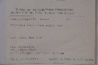 呂宋莢迷藏品圖，第2張
