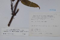 冇骨消藏品圖，第2張