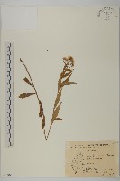 臺灣馬蘭藏品圖，第1張