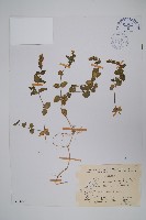 早田氏爵床藏品圖，第1張