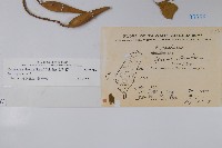 武靴藤藏品圖，第2張