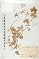 倒吊金鐘、天花藏品圖，第1張