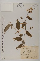 大頭艾納香藏品圖，第1張