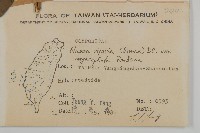 大頭艾納香藏品圖，第2張