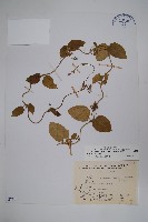 鷗蔓藏品圖，第1張