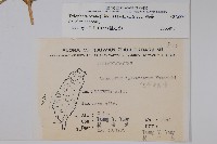 鷗蔓藏品圖，第2張