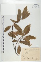 薯豆藏品圖，第1張