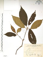 水冬瓜藏品圖，第1張