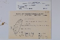 普刺特草藏品圖，第2張