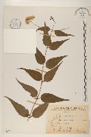 田代氏澤蘭藏品圖，第1張