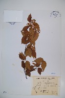 紅子莢迷藏品圖，第1張