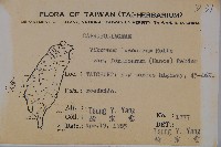 紅子莢迷藏品圖，第2張