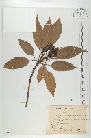 薯豆藏品圖，第1張