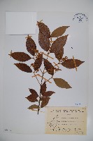 呂宋莢迷藏品圖，第1張