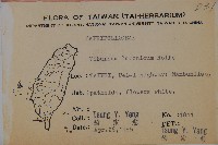 呂宋莢迷藏品圖，第2張