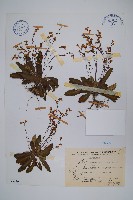 哈哼花藏品圖，第1張