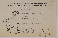 哈哼花藏品圖，第2張