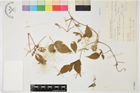 小木通藏品圖，第1張