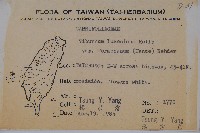 紅子莢迷藏品圖，第2張