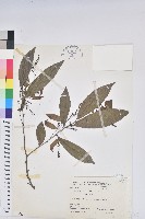 密花五月茶藏品圖，第1張