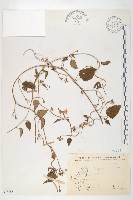 娥房藤藏品圖，第1張